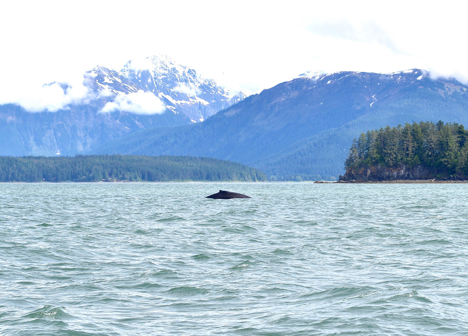 Whale Watching Juneau Alaska 4