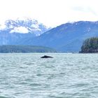 Whale Watching Juneau Alaska 4