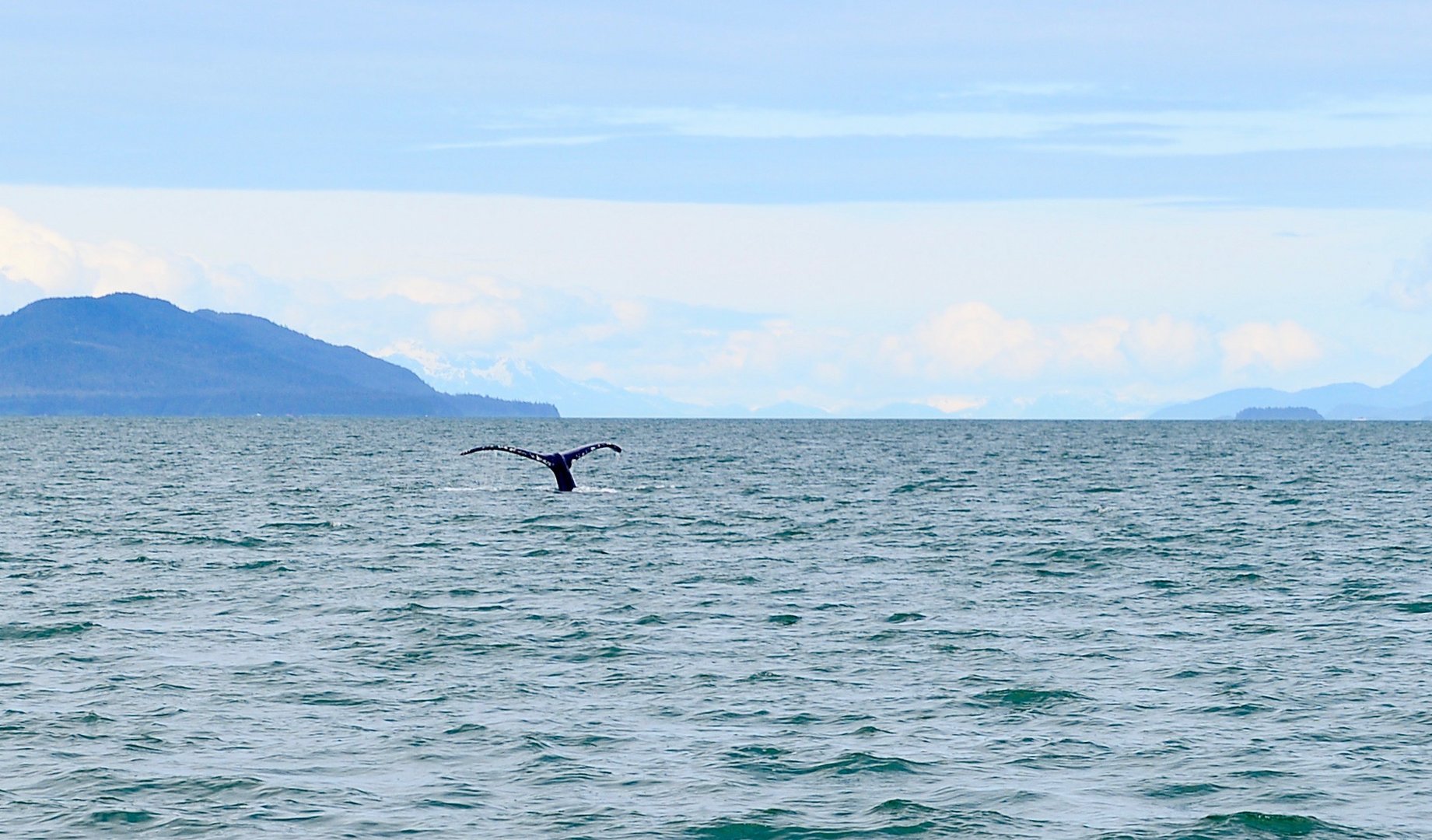 Whale Watching Juneau Alaska