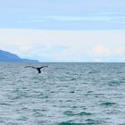 Whale Watching Juneau Alaska