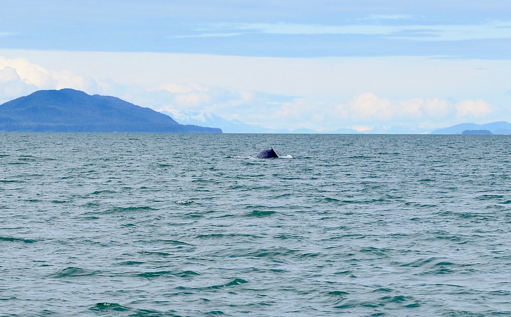 Whale watching Juneau Alska 2