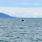 Whale watching Juneau Alska 2