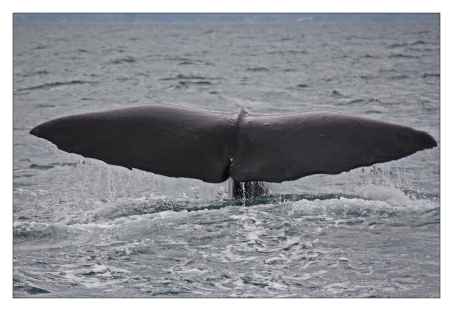 ~ whale watching Kaikoura ~