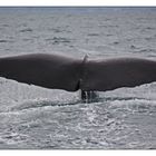 ~ whale watching Kaikoura ~