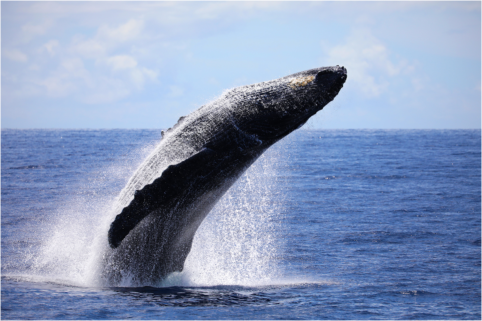 Whale Watching - Maui