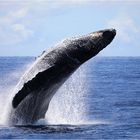 Whale Watching - Maui