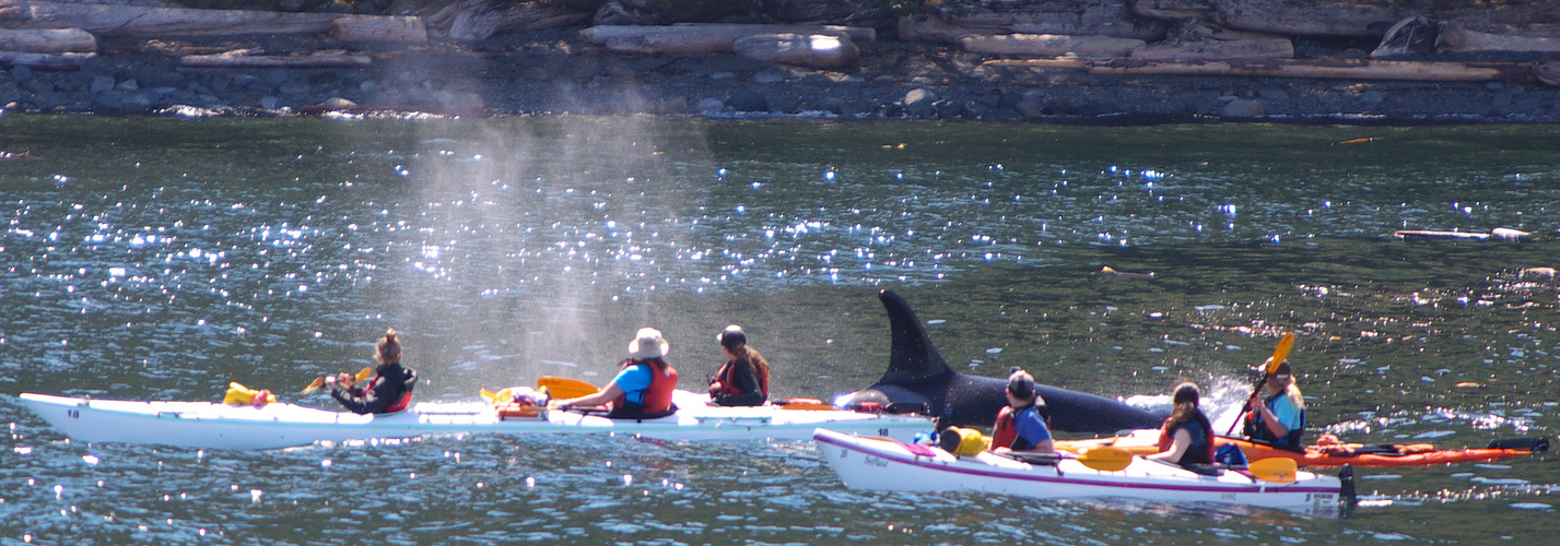 Whale Watching mit Orcas (Killer Whales)