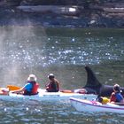 Whale Watching mit Orcas (Killer Whales)