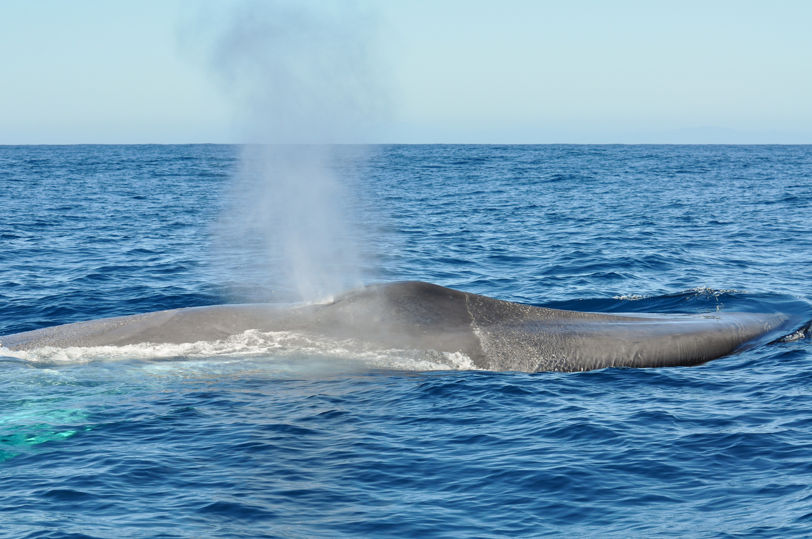 Whale Watching - San Diego