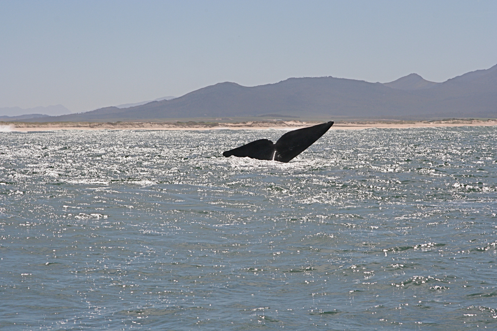 whale watching south africa