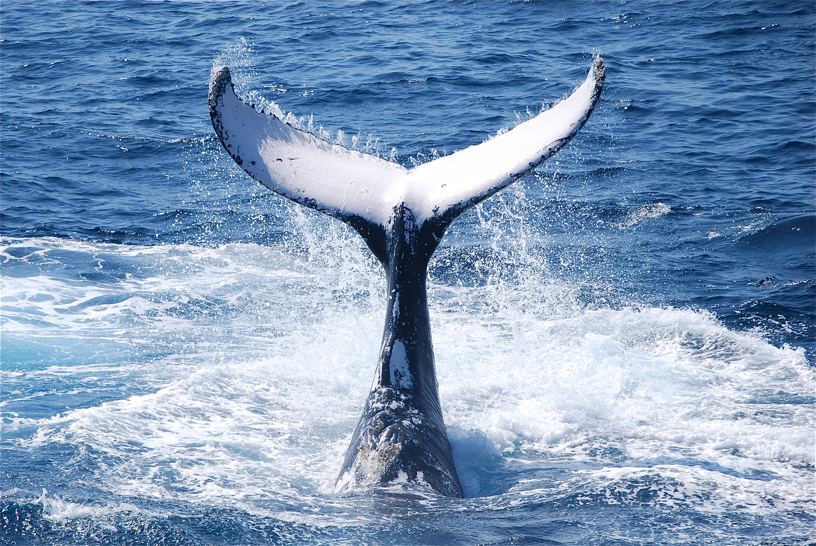 Whale Watching Sydney