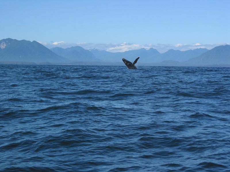 Whale Watching - Vancouver Island