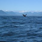 Whale Watching - Vancouver Island