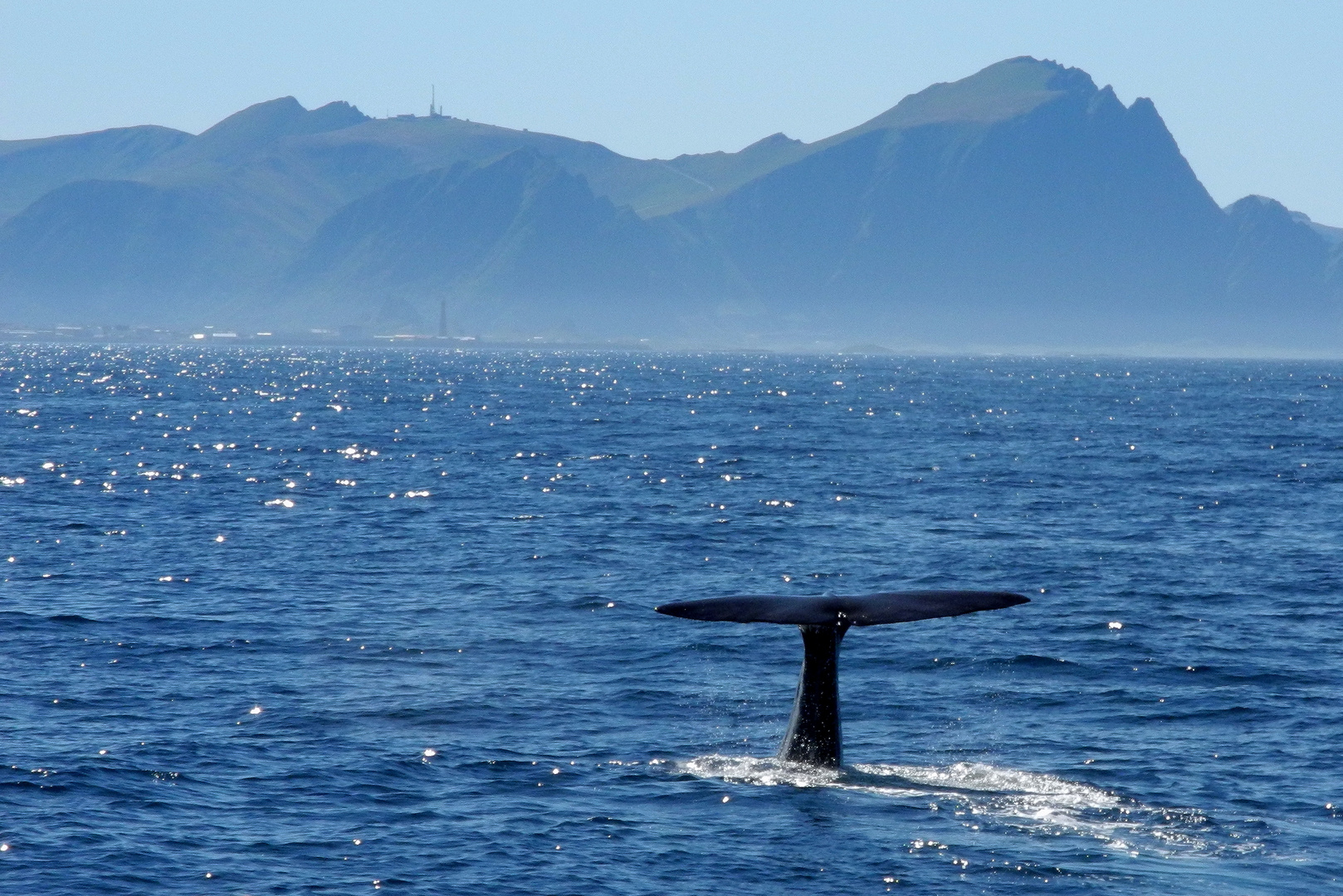 Whale Watching vor Andenes
