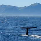 Whale Watching vor Andenes