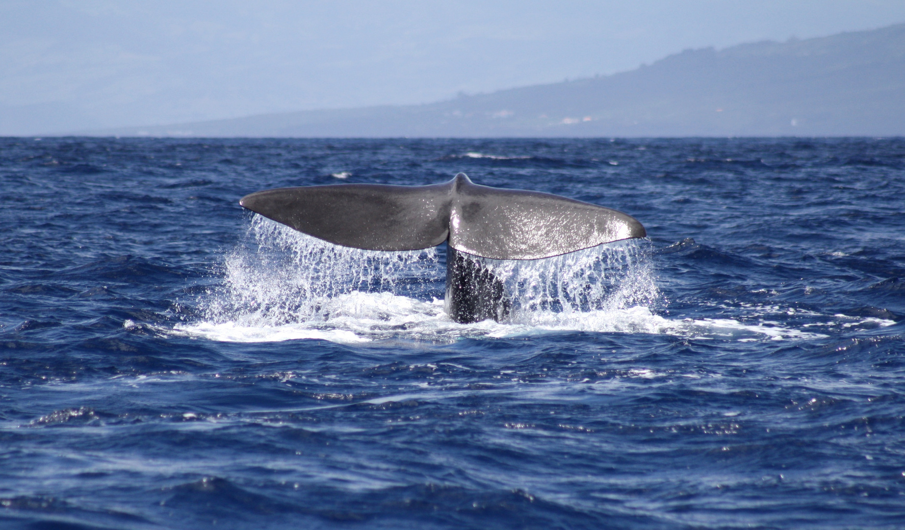 Whale Watching vor Pico