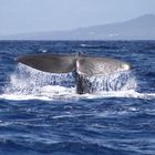 Whale Watching vor Pico