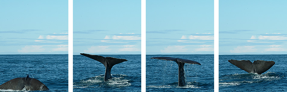 Whale Wathing Kaikoura