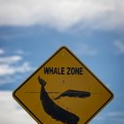 Whale Zone