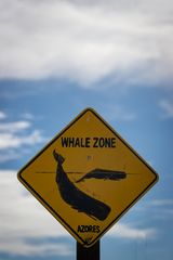 Whale Zone