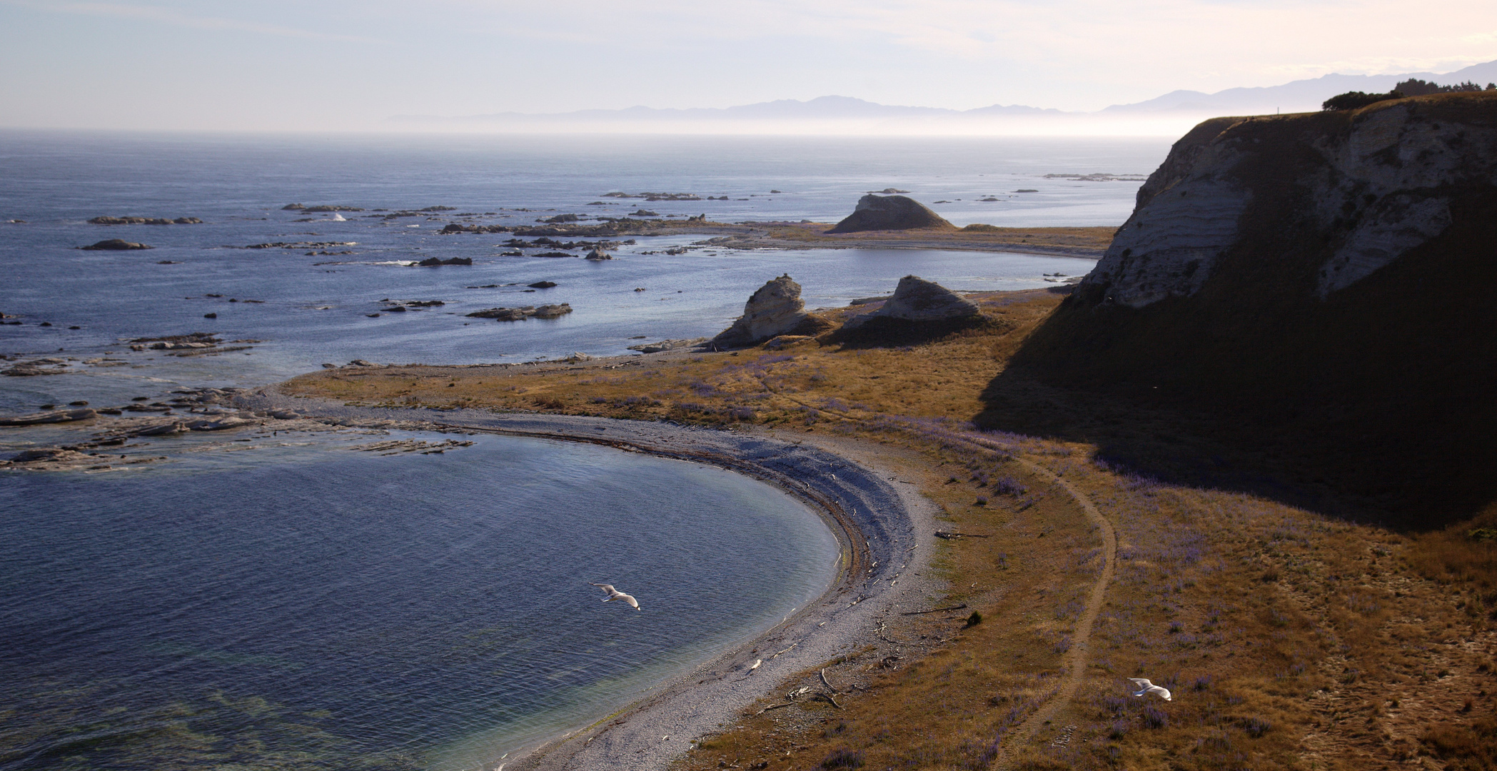 Whalers Bay (Kaikoura Peninsula Cliff Top Walk)