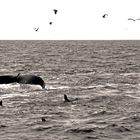 whales fluke