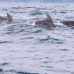 Whales in the Pleasant-Bay / Nova Scotia