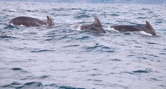 Whales in the Pleasant-Bay / Nova Scotia