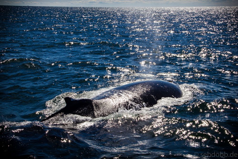 whales near Bar Harbour