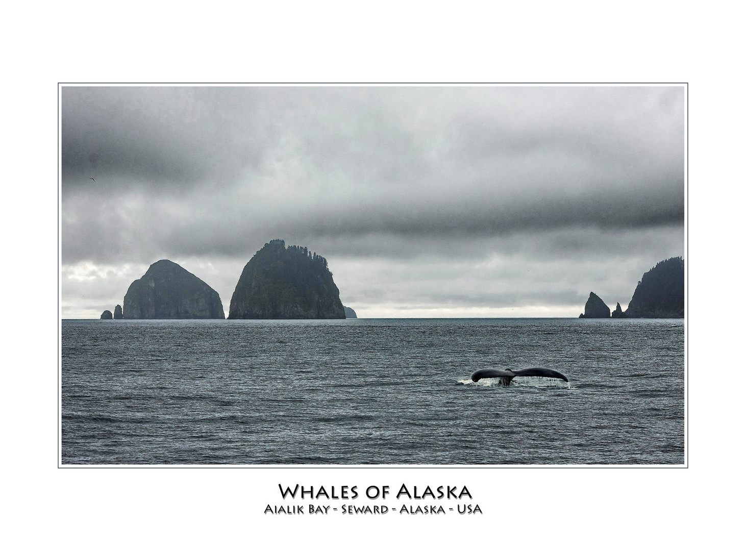 Whales of Alaska