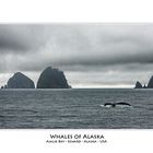 Whales of Alaska