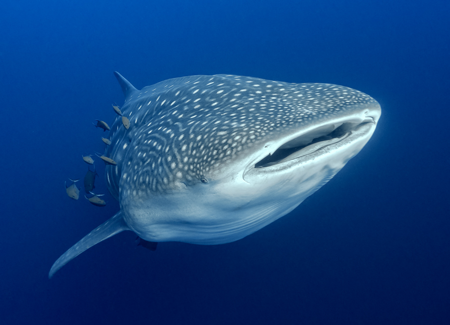 whaleshark