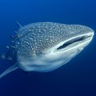 whaleshark