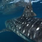 Whaleshark crossing ;-))