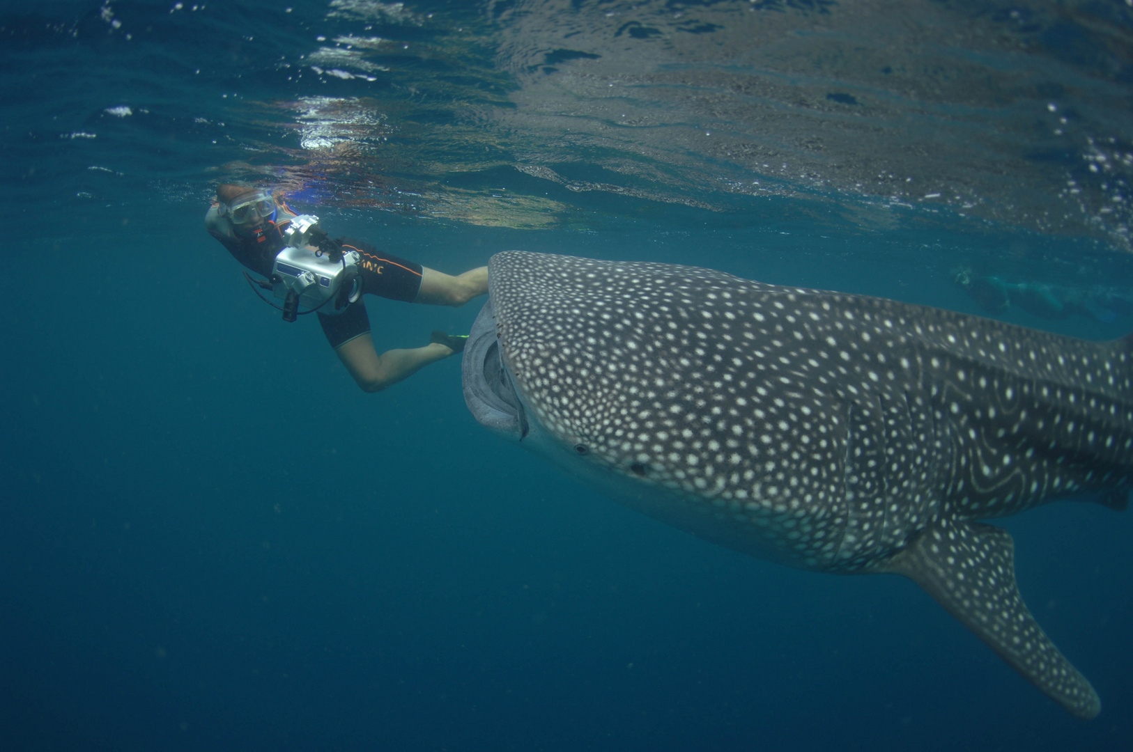 Whaleshark & Diver