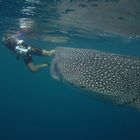 Whaleshark & Diver