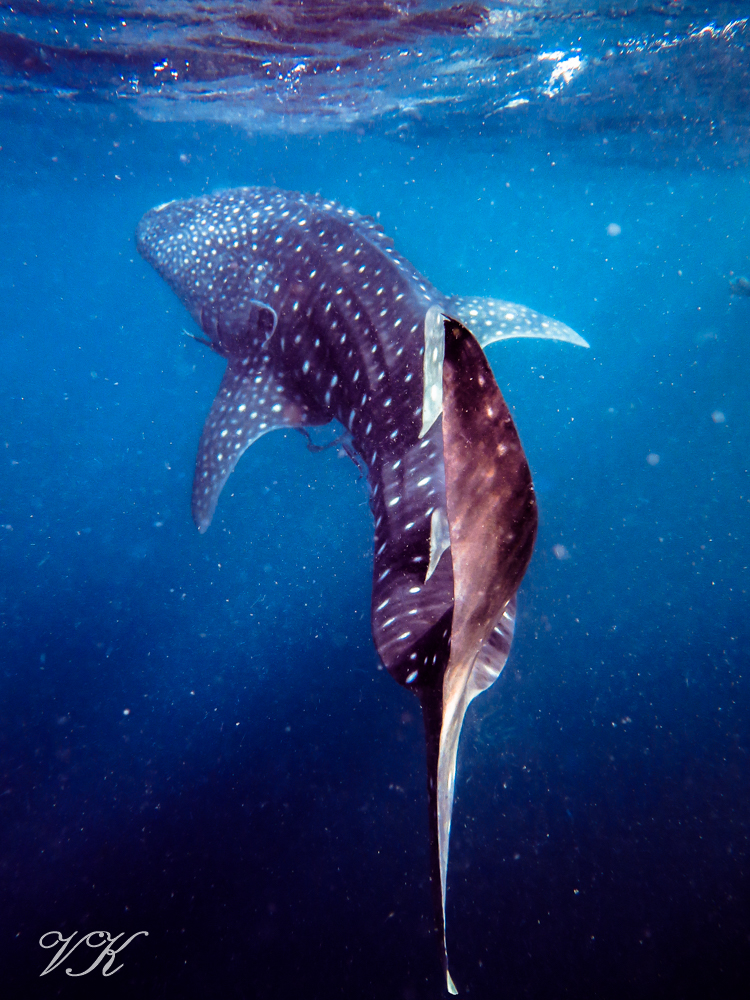 Whaleshark