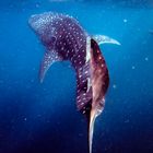 Whaleshark