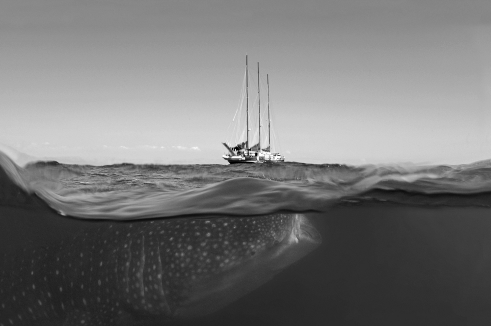 Whaleshark & Sailship b&w