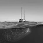 Whaleshark & Sailship b&w