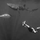 Whalesharks & Diver