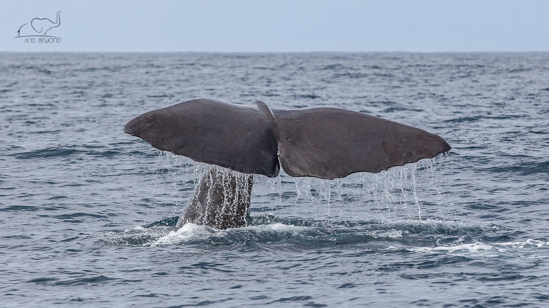 Whalewatch Kaikoura