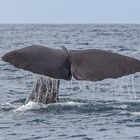 Whalewatch Kaikoura