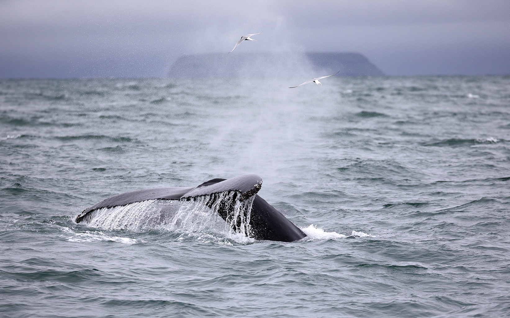 Whalewatching