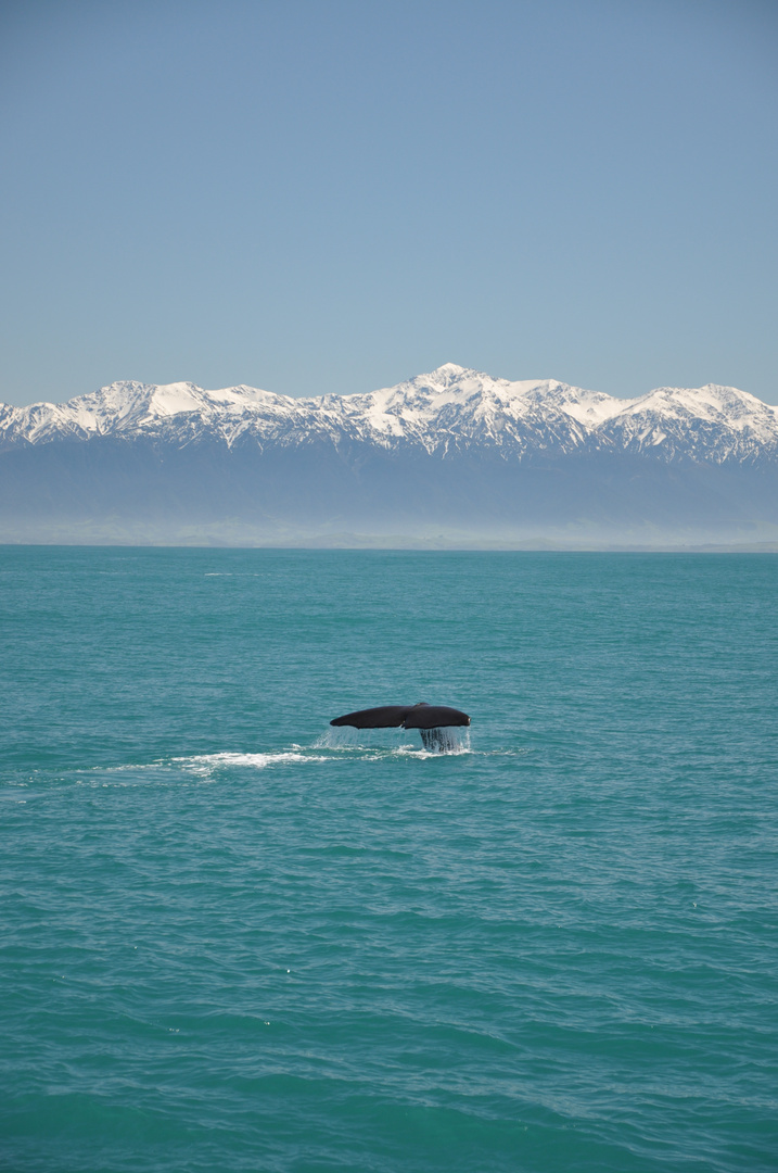 Whalewatching