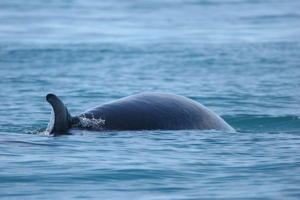 whalewatching