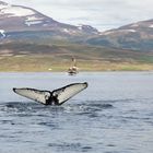 Whalewatching auf Island 