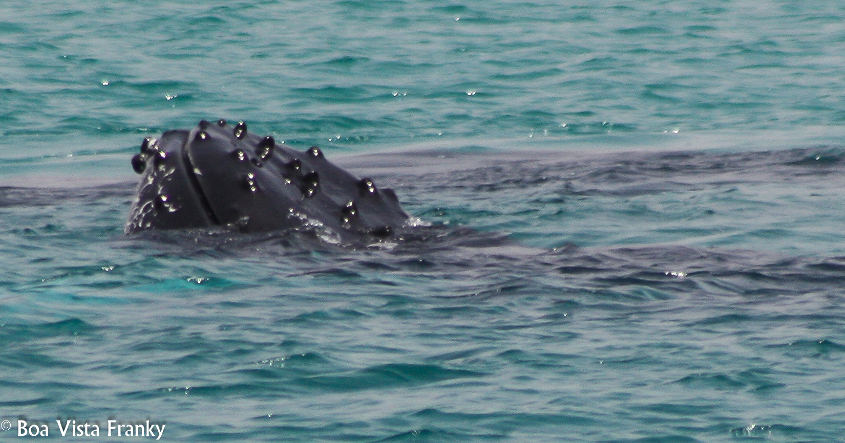 Whalewatching Boa Vista