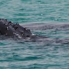 Whalewatching Boa Vista