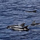 Whalewatching: Delphine in der Masca Bucht